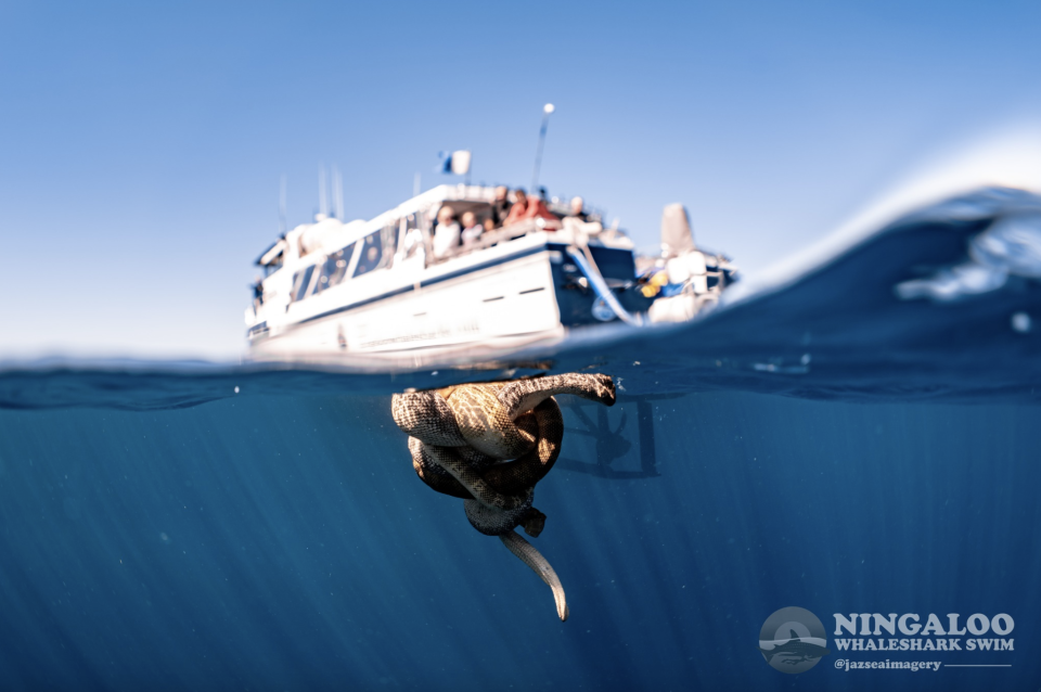 The boat of tourists overlooking the two mating sea snakes off Exmouth in WA. 