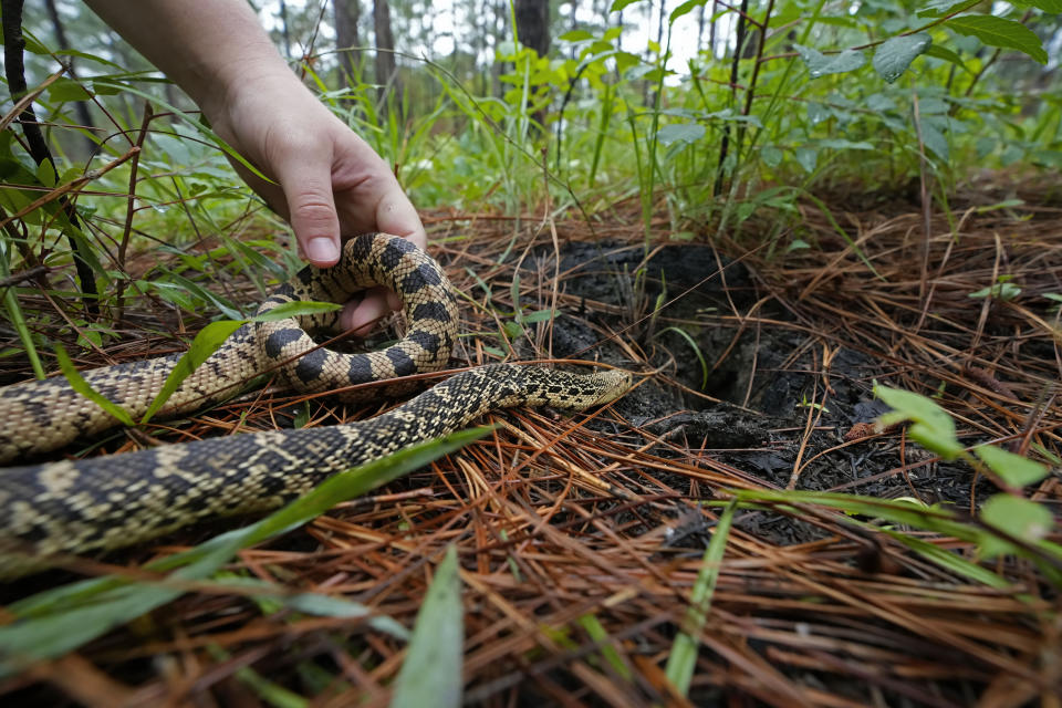 A Louisiana pine snake, which are a threatened species, slithers into a Baird's pocket gopher hole, which is their natural habitat, during a release of several of about 100 of the snakes, in Kisatchie National Forest, La., Friday, May 5, 2023. (AP Photo/Gerald Herbert)