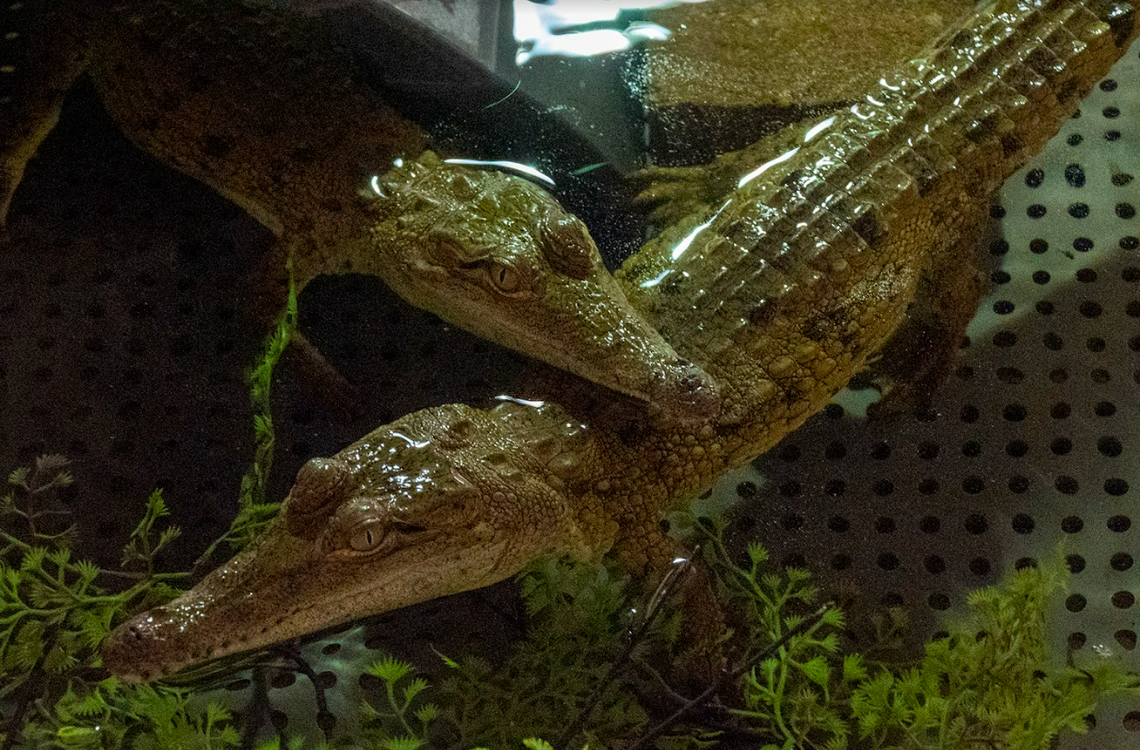 Orinoco crocodiles have been known to exceed 22 feet in the wild, experts say.