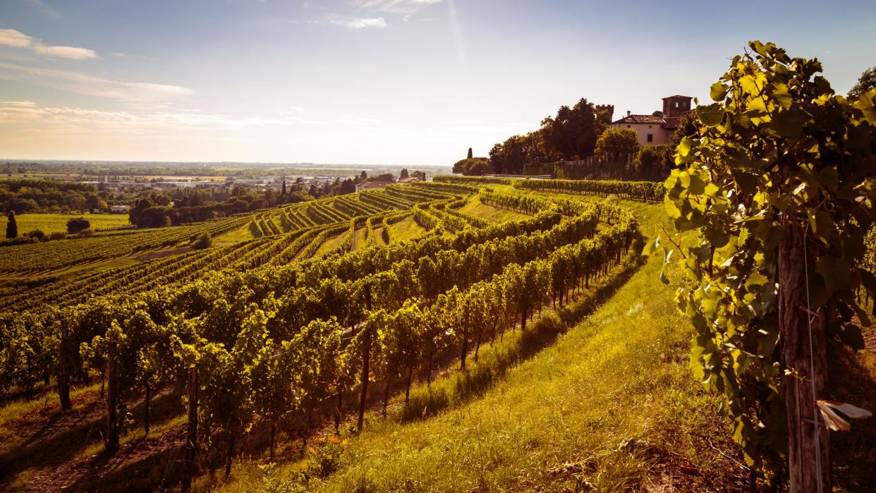 Vineyards in the Languedoc region of France - This content is subject to copyright.