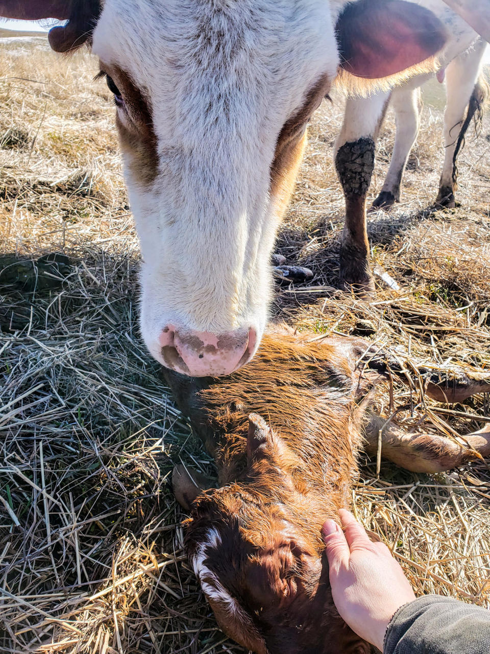 Cow seen dead in the paddock. 