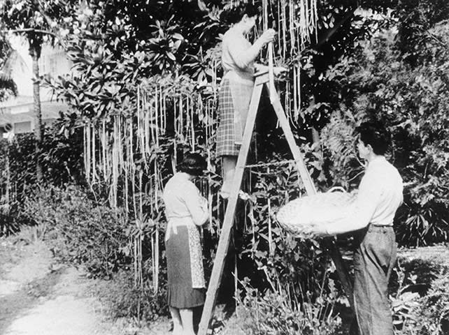 Thousands believed the BBC Panorama documentary which claimed Swiss farmers were growing spaghetti on trees (BBC)