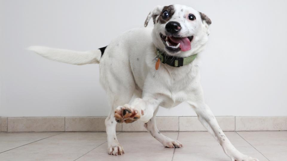 Happy, excited dog 