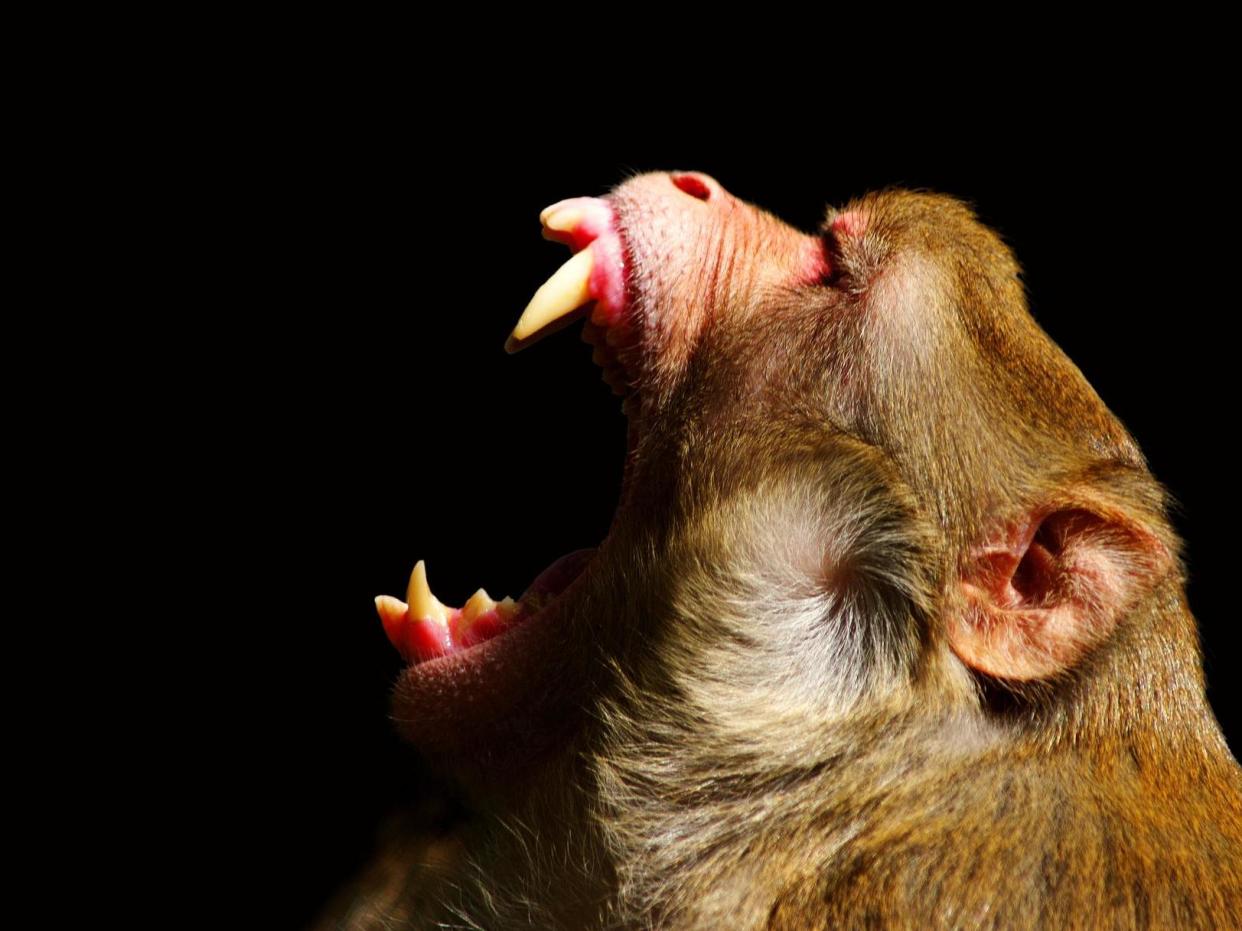 A monkey shows its teeth by showing its mouth wide open: Getty Images/iStockphoto