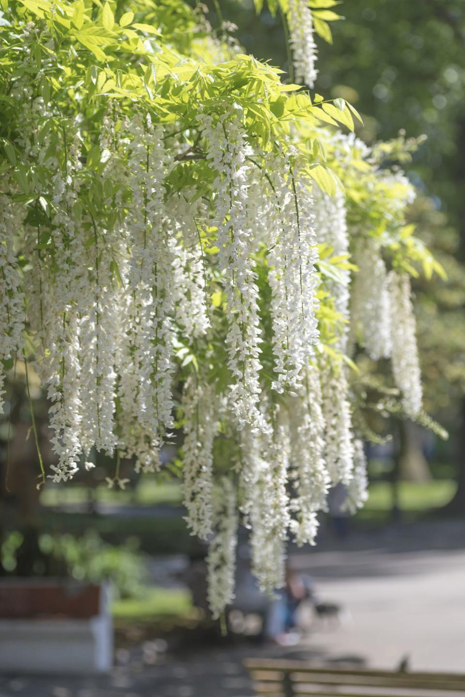 japanese wisteria wisteria floribunda