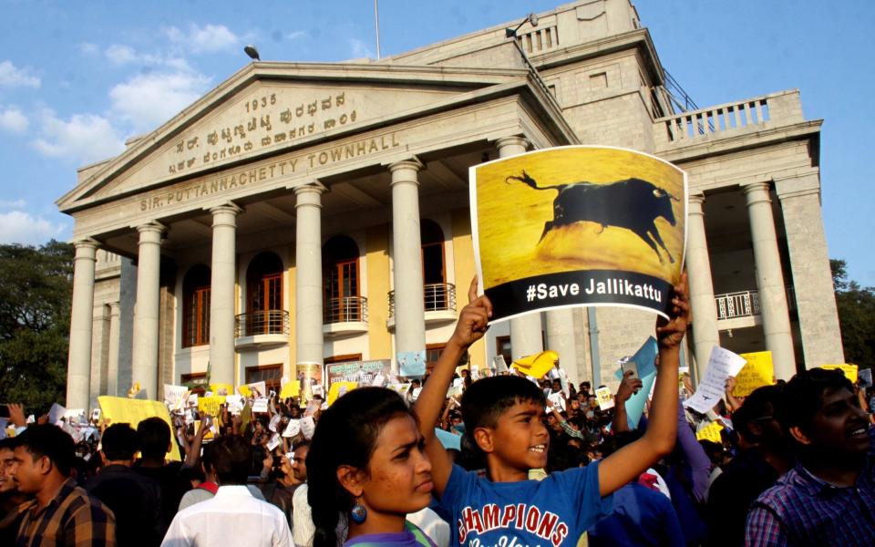 Traditional bull-taming ritual resumes in India