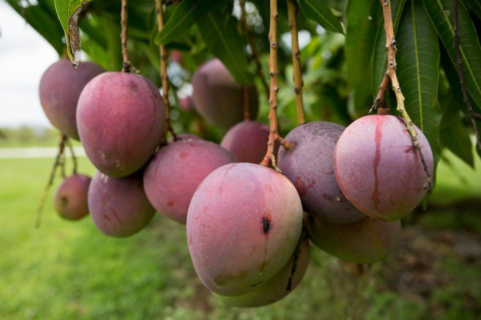 A look at the season's fruit from the orchards at UF/IFAS Tropical Research and Education Center in Homestead.