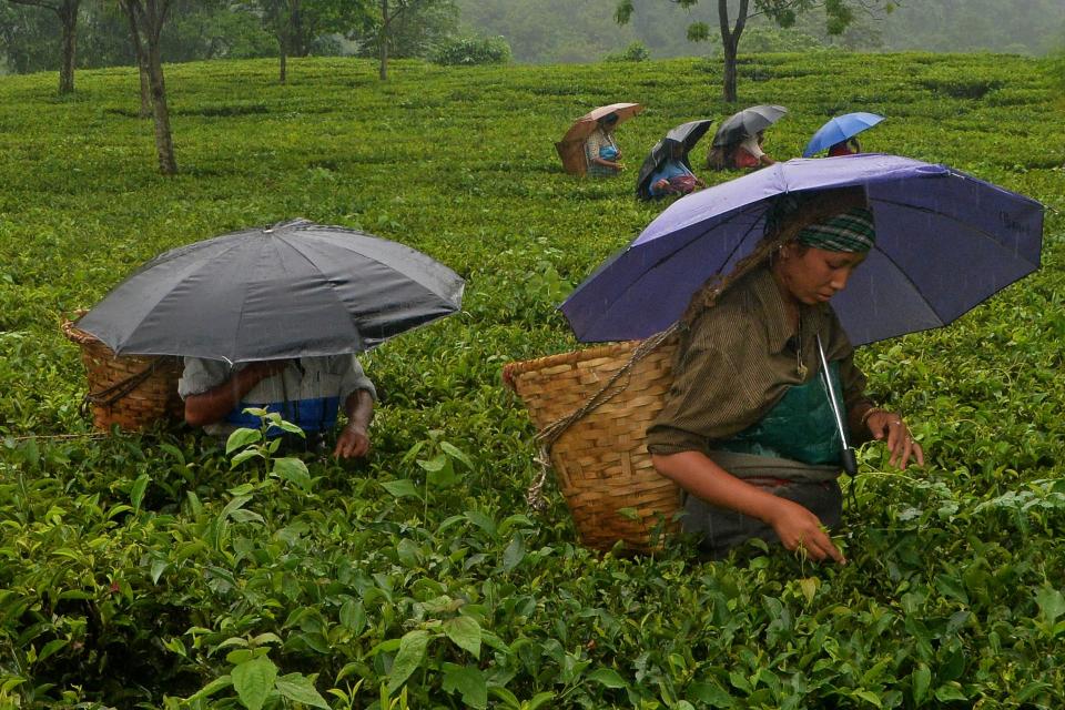 The tea plant has been historically found in China and in the northeast part of India, such as this village in the northeast Indian state of West Bengal.