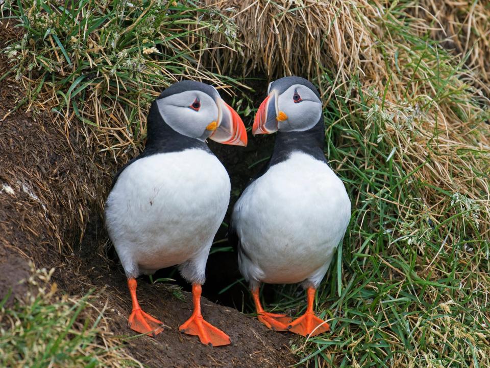 A pair of puffins sit at the burrow entrance on a sea cliff top in Iceland.