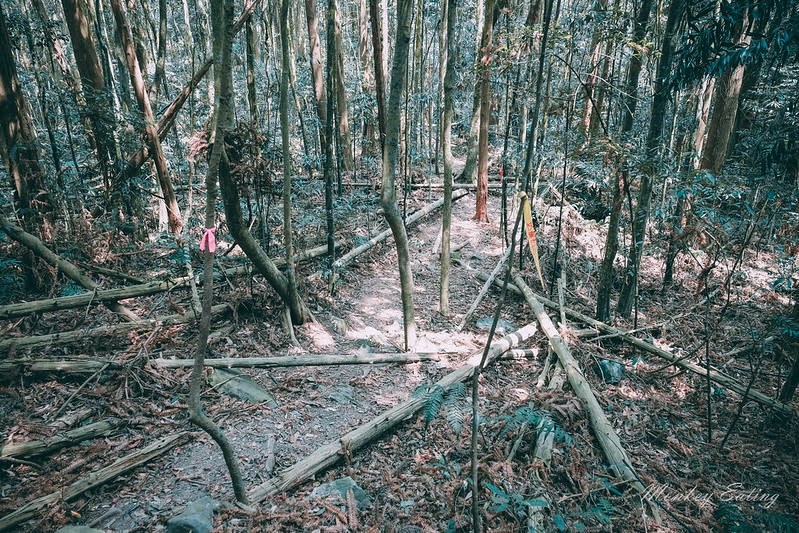 台中｜谷關七雄 白毛山步道