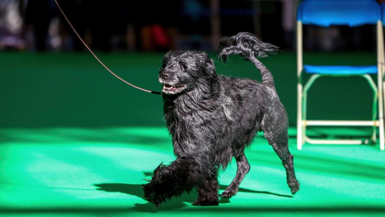 Portuguese water dog at dog show