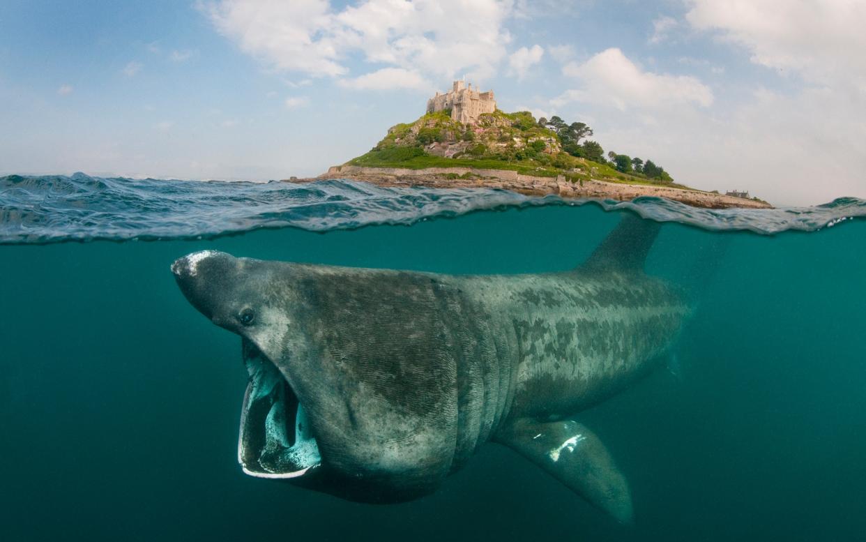 Who needs to swim with whale sharks in the Maldives when you've got basking sharks in Cornwall? - Copyright Alexander Mustard. (C) Alexander Mustard. The Artist hereby asserts his moral right to be identified as the author of t (Copyright Alexander Mustard. (C) Alexander Mustard. The Artist hereby asserts his moral right to be identified as the auth