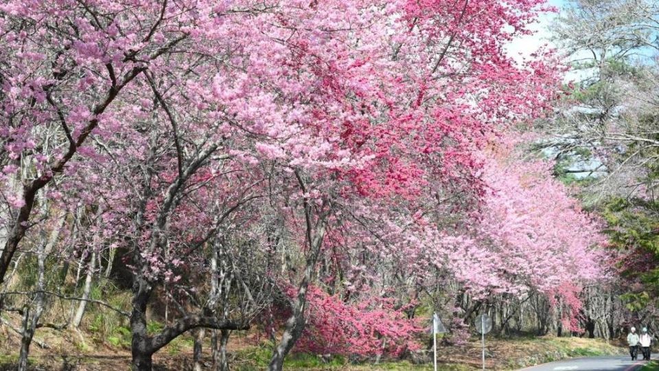 台中武陵櫻花季於2月8日至2月29日盛大登場。（圖／翻攝自武陵農場臉書）