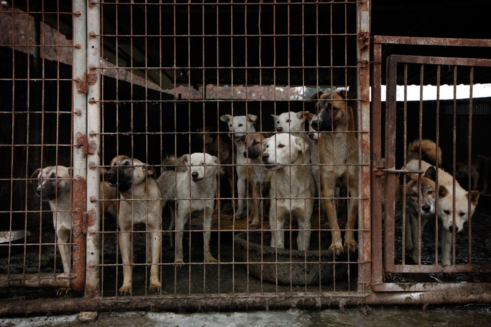 <p>Dogs are shown locked in a cage at a dog meat farm in Wonju, South Korea on Monday, Nov. 21, 2016. Humane Society International provided all 150 dogs with vaccinations and warm bedding, and aims to close down the farm and rescue the dogs. HSI is the leading animal welfare organization working to end Asia’s dog meat trade, including in South Korea where around 17,000 farms breed up to 2.5 million dogs for human consumption annually. HSI works in partnership with dog farmers interested in leaving the industry, and assists their transition to cruelty-free livelihoods. More information is available at www.hsi.org/dogmeat. (Woohae Cho/AP Images for The Humane Society of the United States) </p>