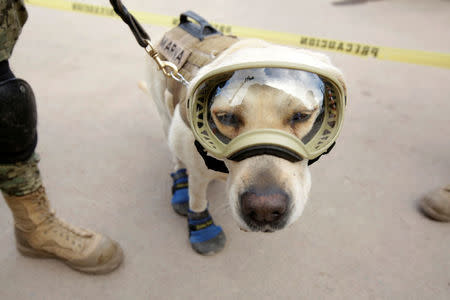 Rescue dog Frida looks on while working after an earthquake in Mexico City, Mexico September 22, 2017. REUTERS/Daniel Becerril