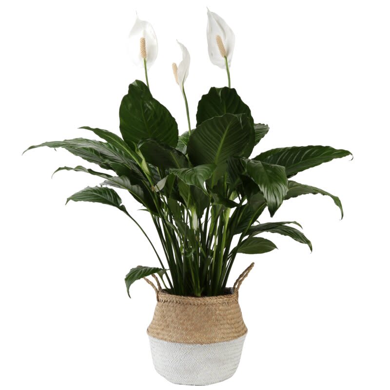 32” Live Peace Lily Plant in Basket (Credit: Wayfair)