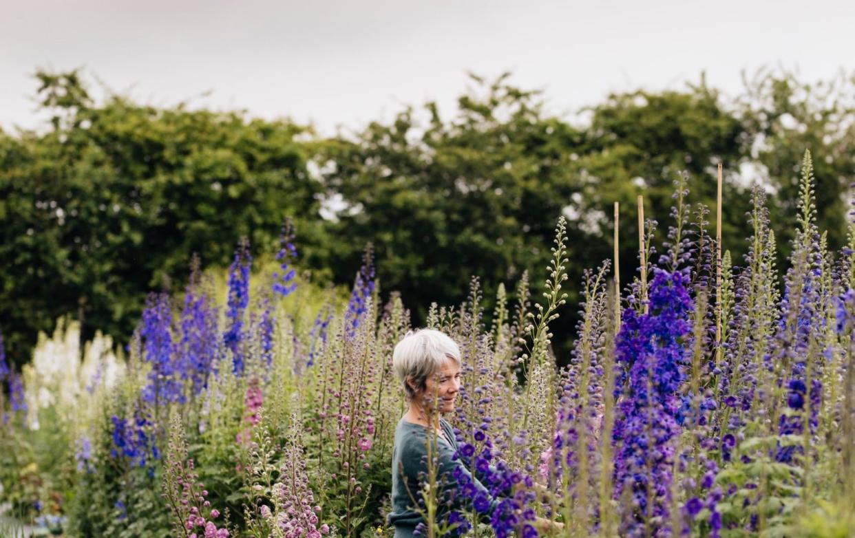 Rachel Siegfried in her garden with Delphinium New Millennium Series grown from seed CR Eva Nemeth.t - Eva Nemeth