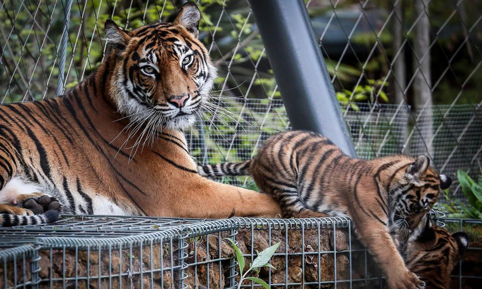 Melati and two of her cubs.