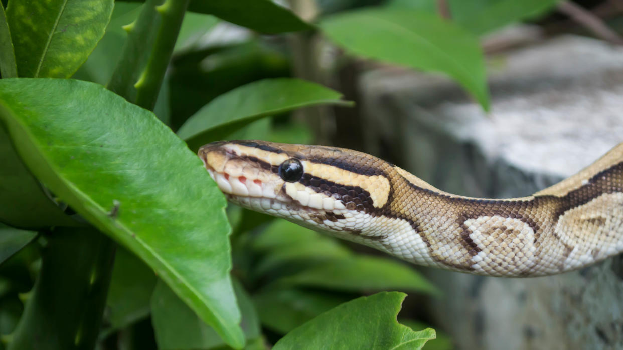  Snake eating leaf. 