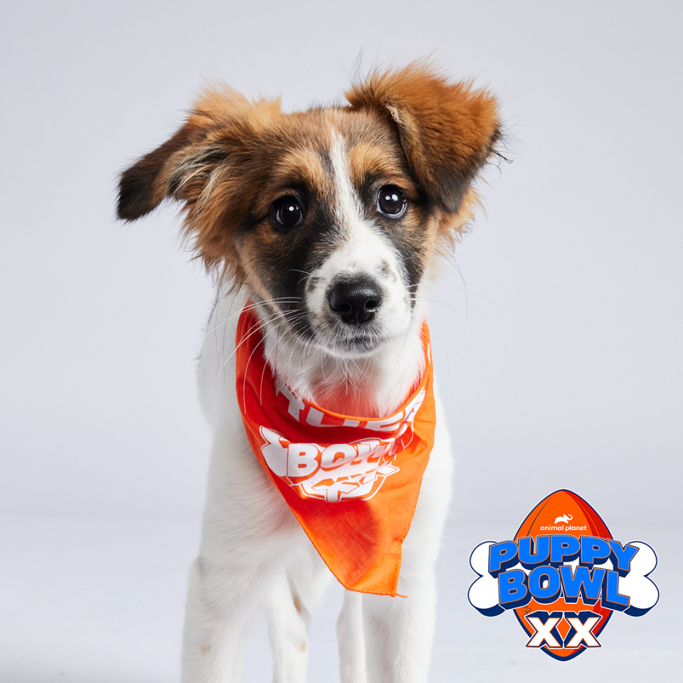 June will participate in Team Ruff during Puppy Bowl XX, which will air on Feb. 11.