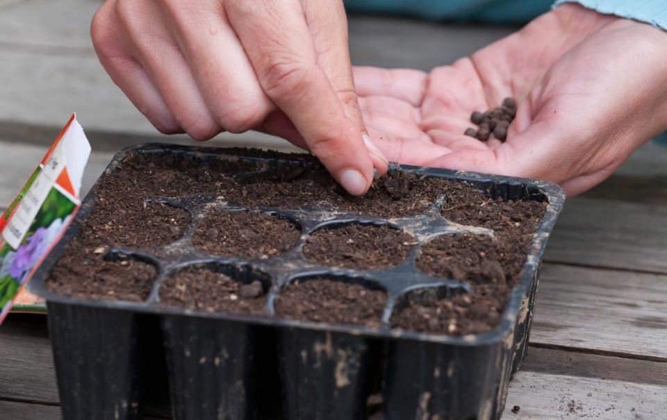 best time to sow sweet peas for an early flush of flowers spring uk 2021 - http://www.gapphotos.com 