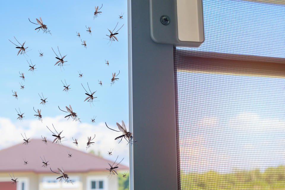 Fliegengitter an Fenstern und Türen schützen effektiv vor Insekten wie beispielsweise Mücken. (Bild: Getty)