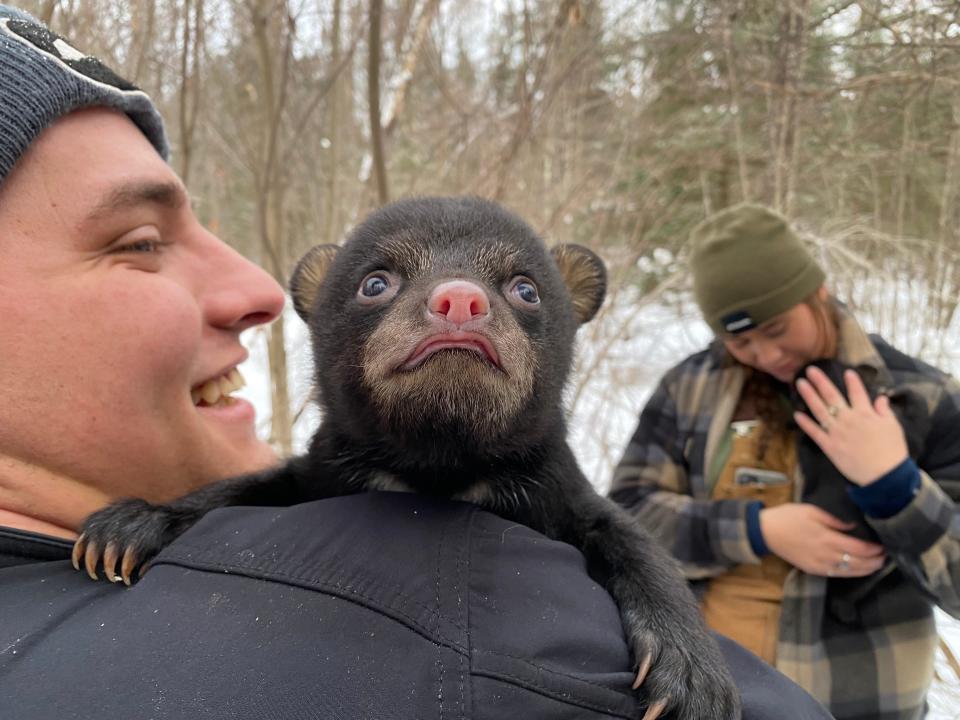 UW-Stevens Point students Luke Trittelwitz (left) and Tess Bigalke hold black bear cubs March 4 during field work near Clam Lake as part of the UWSP Wisconsin Black Bear Project. The cubs, held temporarily in jackets to keep them warm while the sow was evaluated by researchers, were returned to the den along with the sow.