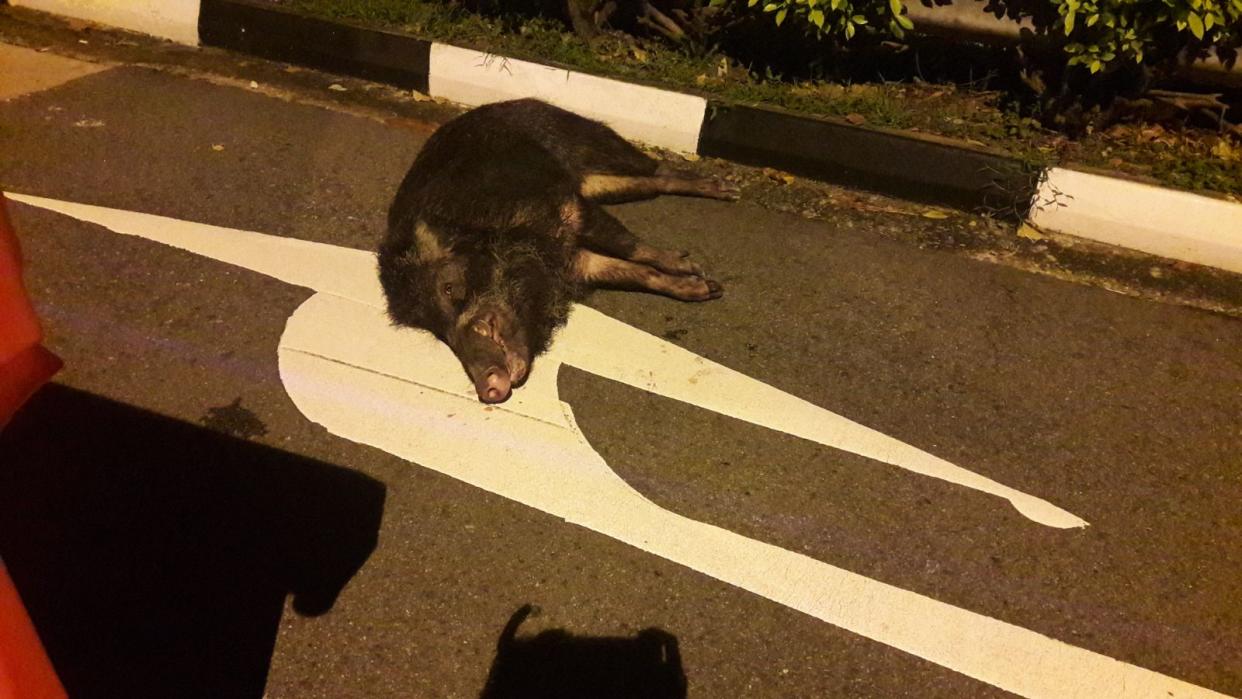 A wild boar was shot by police on Punggol West Flyover on 21 November 2017. (Photo: ACRES)