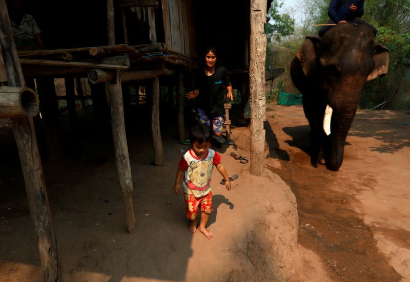 No work for Thailand's tourist elephants due nationwide lockdown