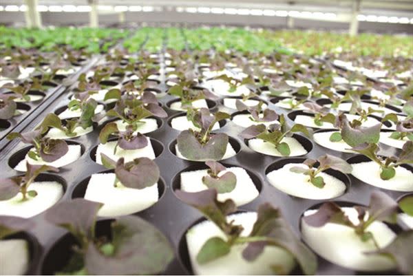 「植物工廠」，利用軟、硬體系統模擬各種作物最佳化的生長環境，除了達到全年穩態性生產，栽培出高品質、高營養、無農藥、無重金屬、即摘即食的健康安全無毒蔬菜。