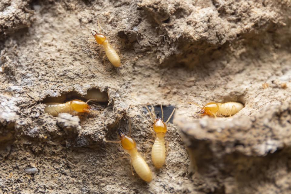 A close up of termites at work.