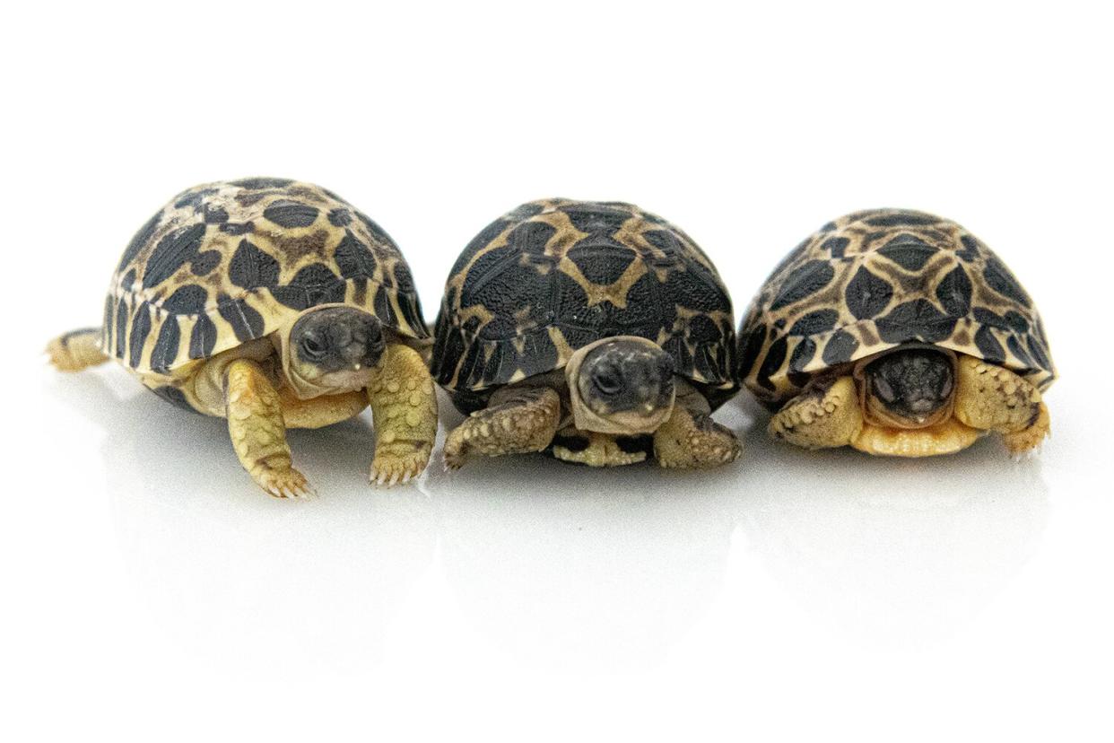 radiated tortoise hatchlings