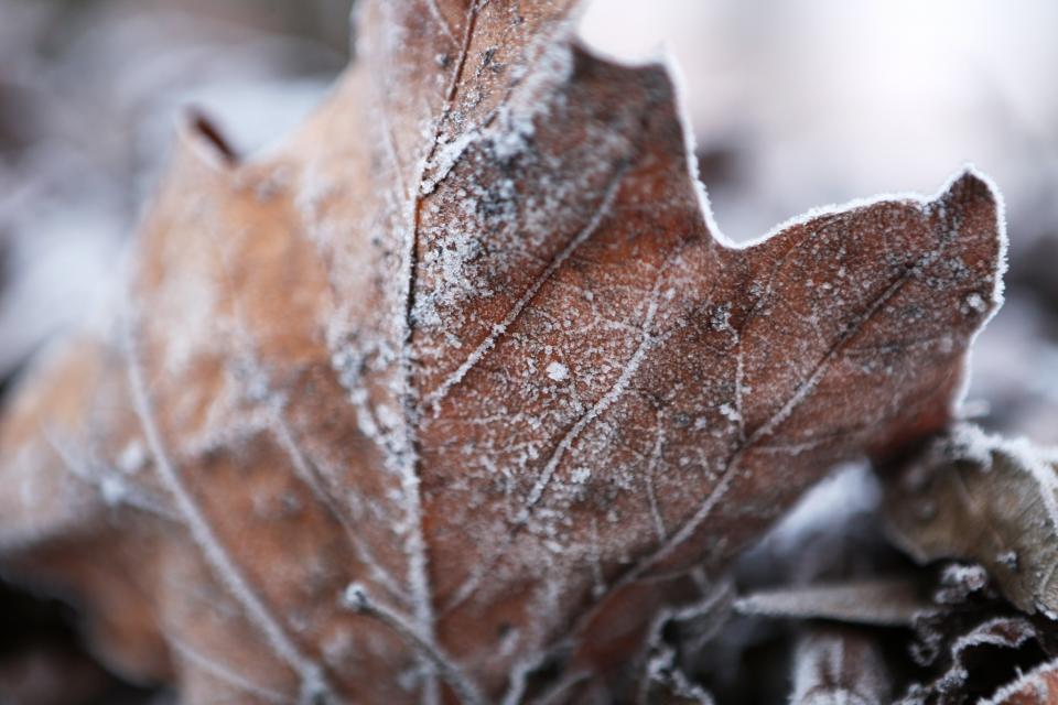 Crispy leaf