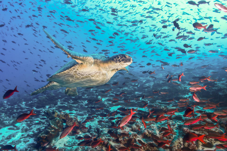 Turtle swimming across a school of fish in Galapagos