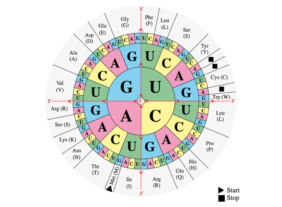 The codon sequence is read from the center of the wheel of genetic code. Mouagip via Wikimedia Commons