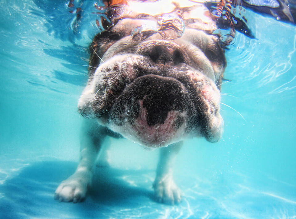 Underwater Dogs