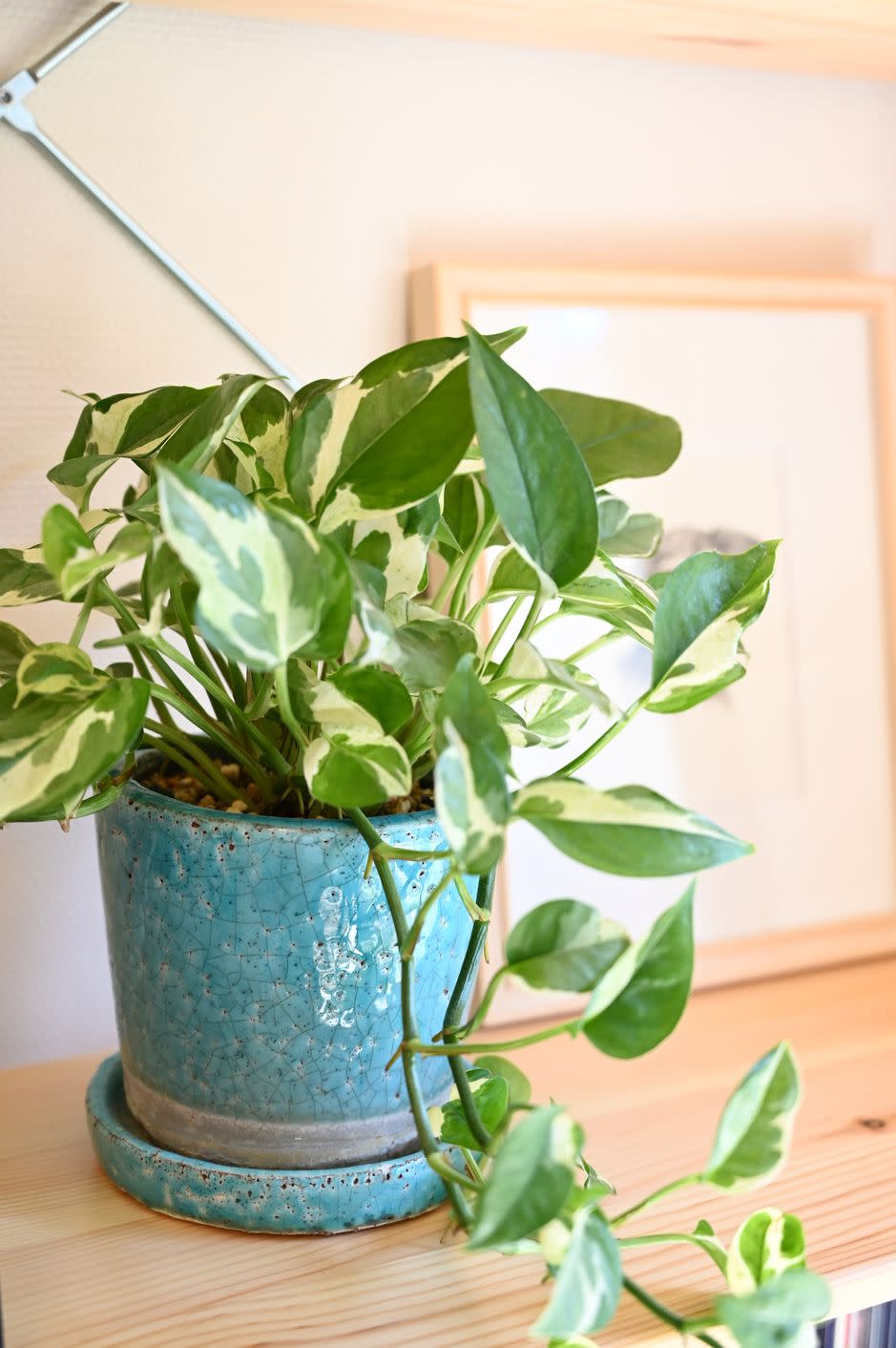 pothos, a houseplant displayed in a stylish room