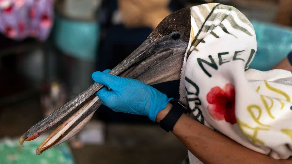 Volunteer Jason Foo holds a rescued pelican by its beak while treating the bird at the Wetlands and Wildlife Care Center in Huntington Beach, California. - Jae C. Hong/AP