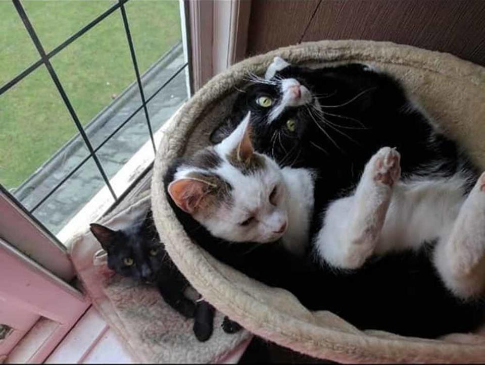 On top of running the cattery, couple have five cats of their own. (Collect/PA Real Life)