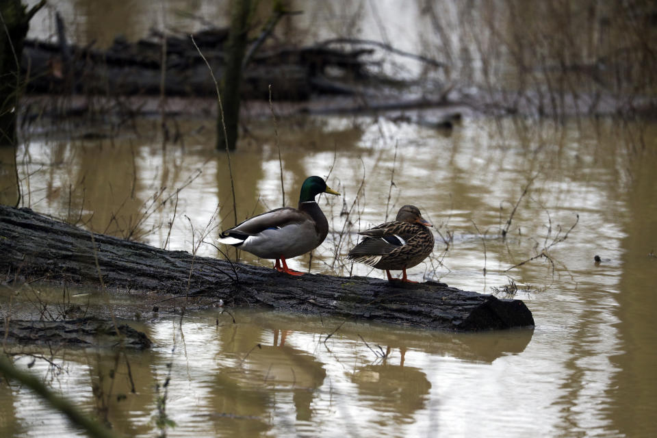 Ducks surrounded by floodwater in Islip, Oxfordshire.