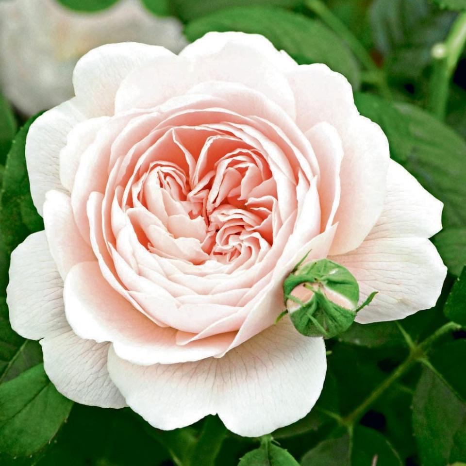 The ‘Queen of Sweden’ rose boasts gorgeous cup-like apricot flowers