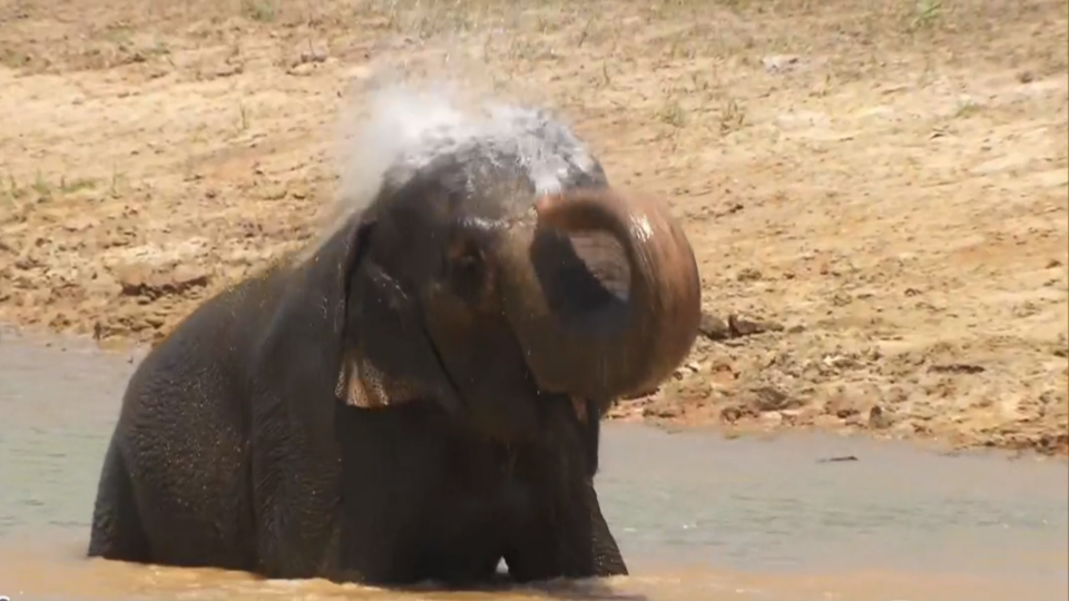 In their new habitat, the elephants are able cool off in the water when the Florida sun becomes a bit too much. / Credit: CBS News