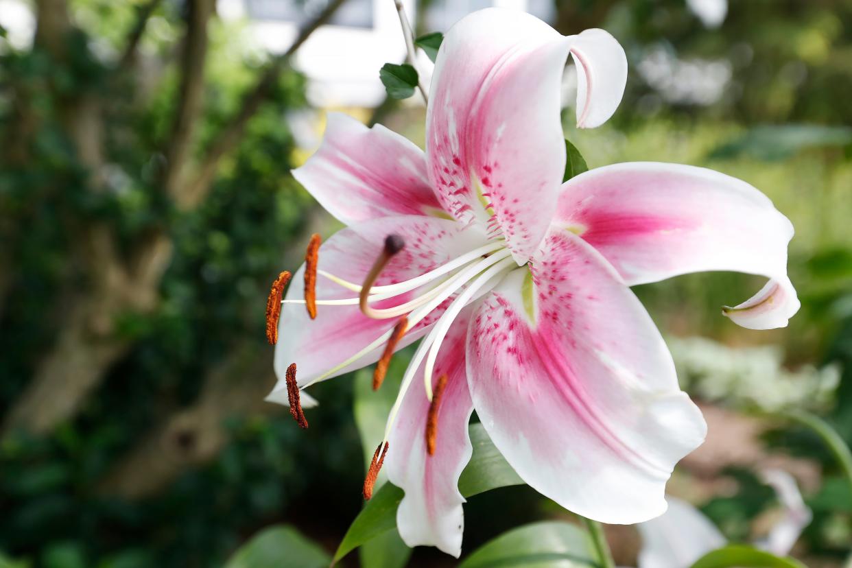 Easter lily lilium longiflorum at the UGA Trial Gardens in Athens, Ga., on Saturday, June 10, 2023.