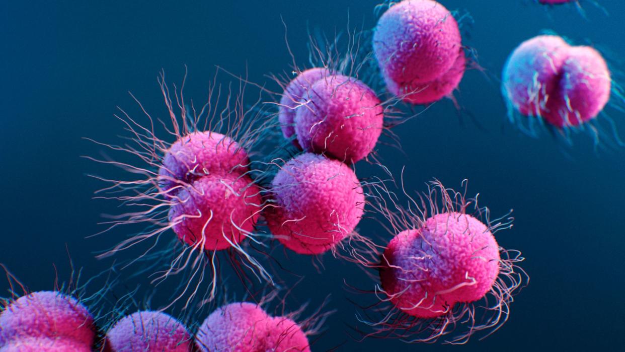  illustration of individual Neisseria gonorrhoeae bacteria depicted in purple 