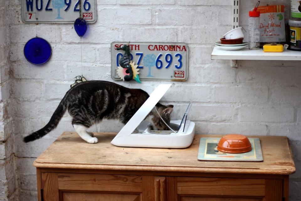 Keep your pets from fighting like cats and dogs with this innovative bowl. (Photo: Chewy)