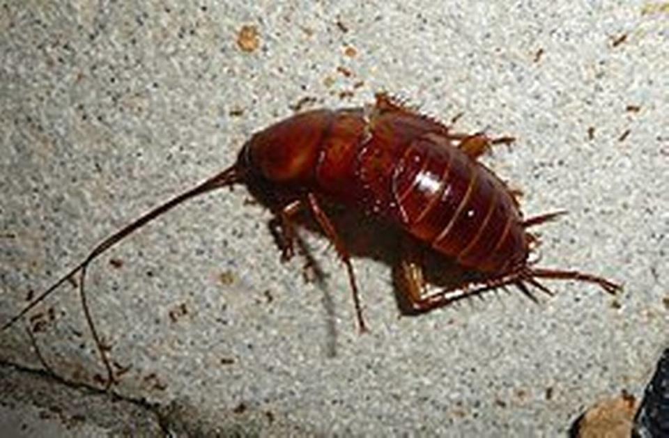 A single cockroach like the American cockroach in this file photo won’t necessarily cause health inspectors to close a restaurant, but evidence of a significant infestation by these and other critters will prompt a shutdown until the problem is cleaned up.