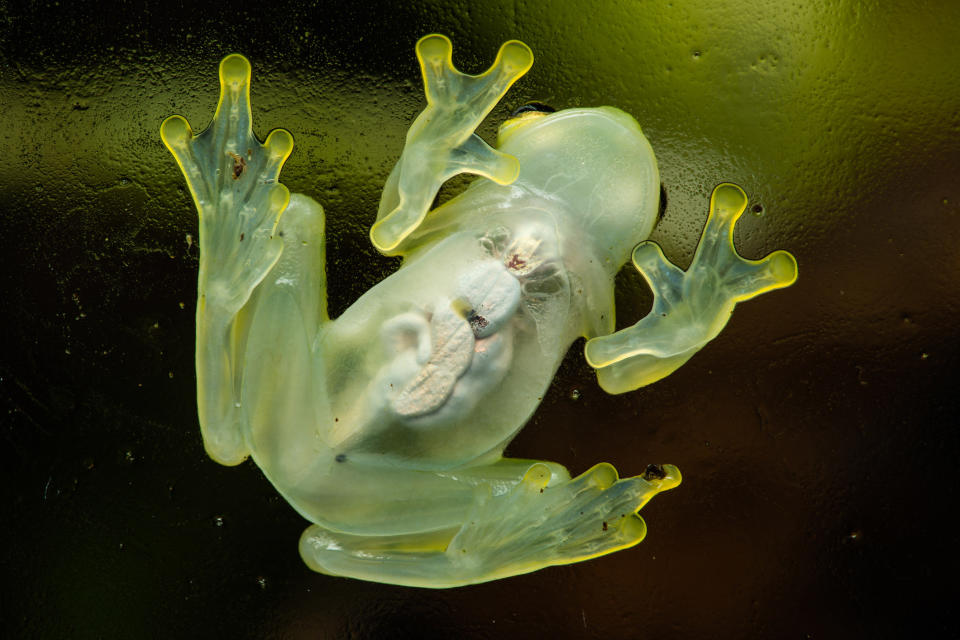 Glass frog