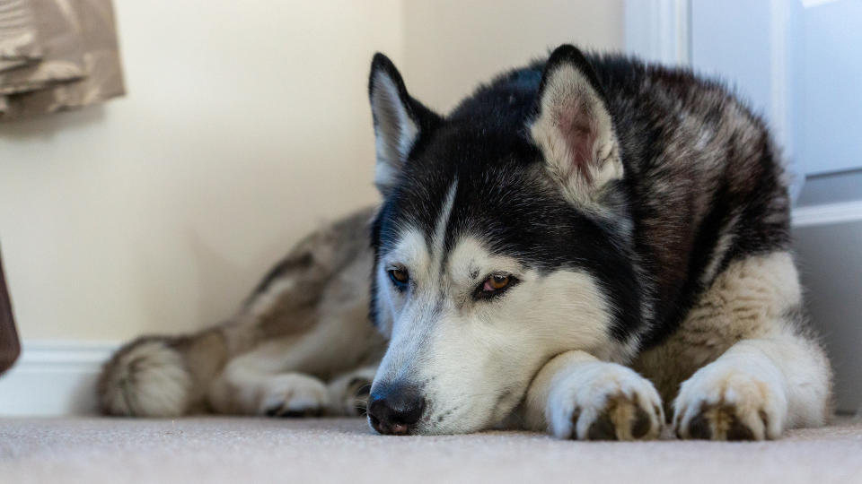 Siberian husky lying on floor