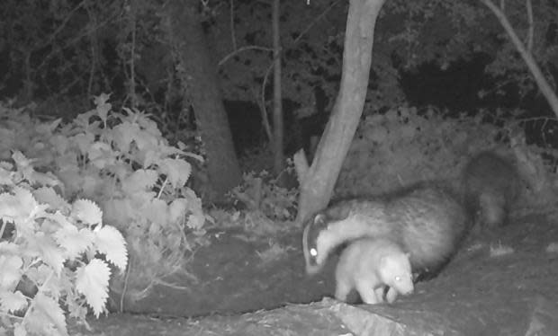 Oxford Mail: Luna the White Badger with her mother.