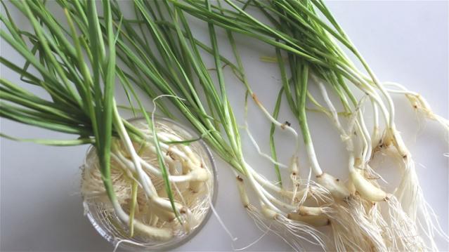 The Difference Between Green Garlic And Garlic Scapes - Yahoo Sports